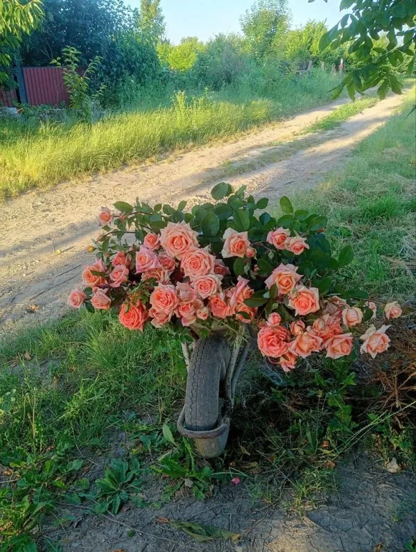 «Прижилися всі 450 вишень»: як родина волинянина перетворила вирощування саджанців на справу життя (фото)