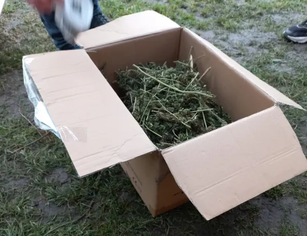 У гаражі жителя Луцького району знайшли пів кіло конопель (фото)