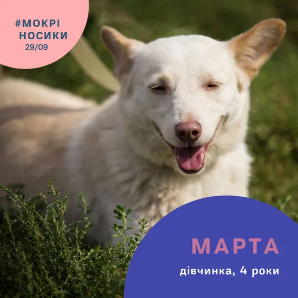 Безпритульні собаки у всій красі: показали учасників фестивалю «Мокрі носики» (фото)