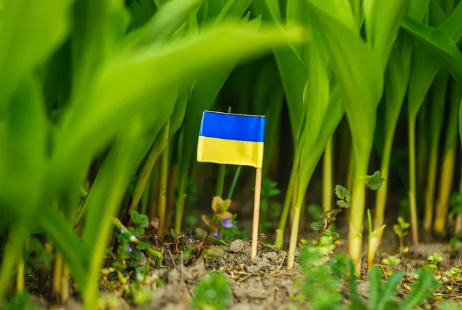 Луцькі замальовки: показали фото квітучого міста