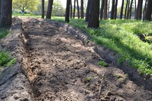 Для порятунку лісів від пожеж на Волині прокладають мінералізовані смуги (фото)