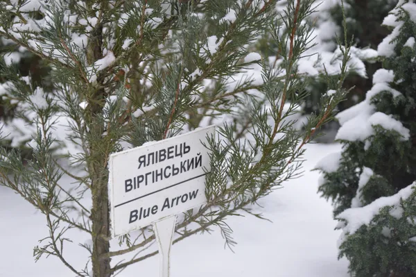 Як на Волині вирощують новорічні ялинки