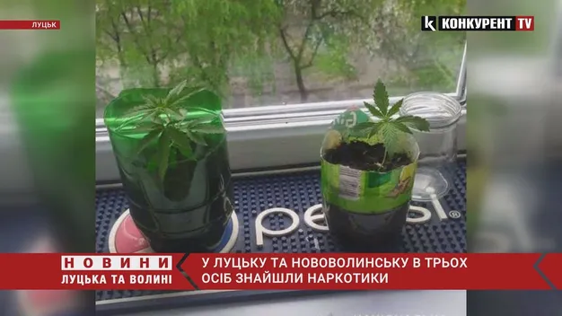 Гриби, коноплі, амфетамін: у 23-річного лучанина знайшли наркотики (фото, відео)