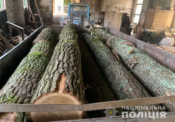На волинських пилорамах знайшли незаконні дуби й сосни (фото)