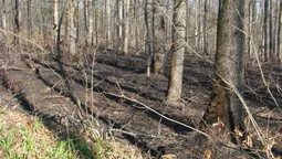 У заказнику на Волині вирубують ліс