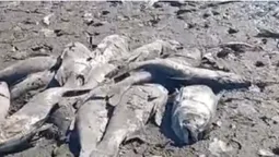 Крига скувала до самого дна: у ставку біля Луцька загинула вся риба (фото, відео)