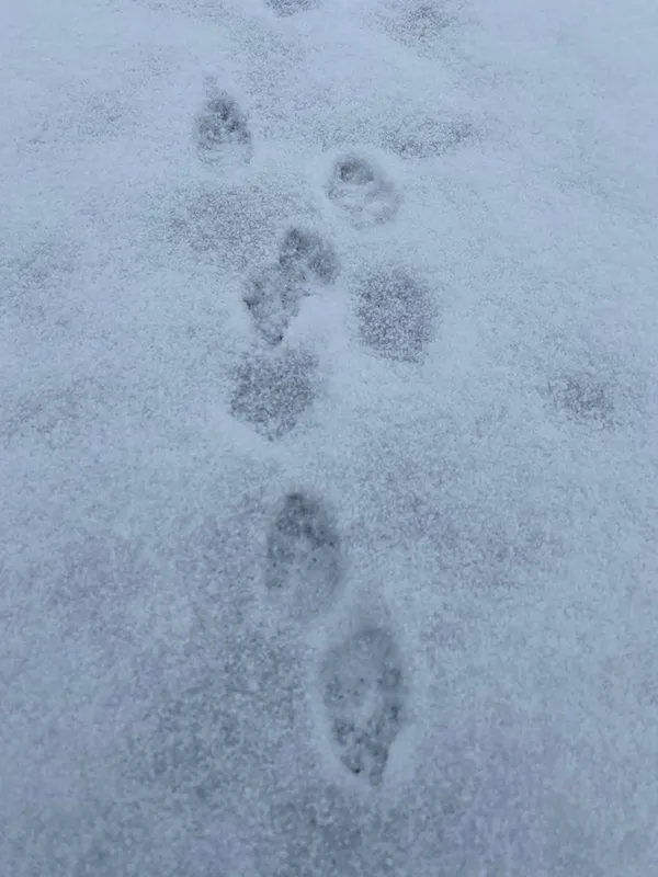 Хижаків побільшало: які тварини водяться у Шацькому нацпарку (фото)
