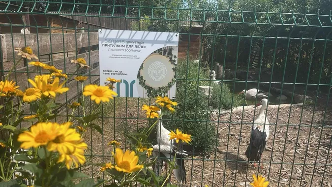 У Луцьку бренд косметики взяв під опіку лелек у зоопарку (фото)