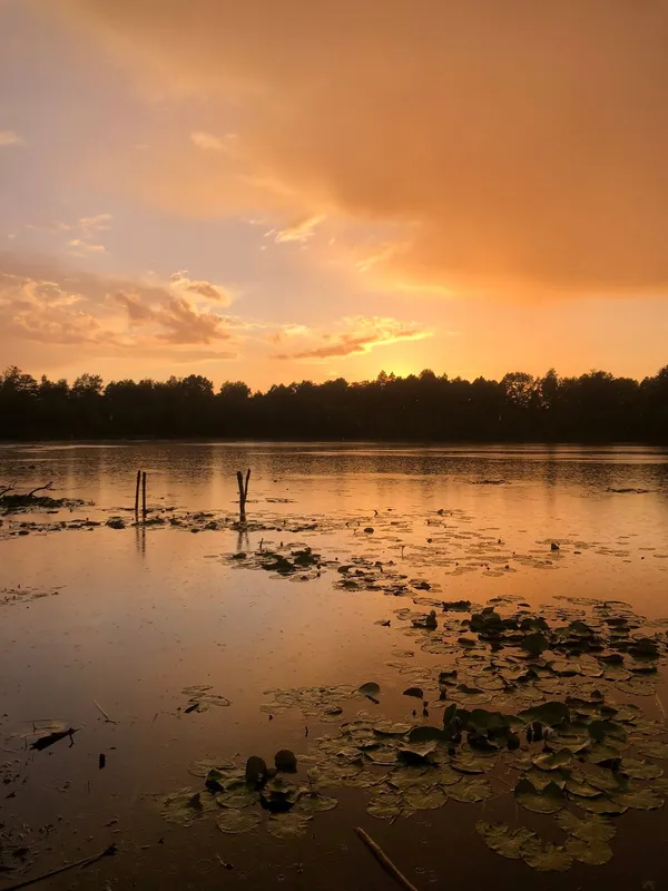 На Волині є унікальне крихітне озеро з золотистою водою (фото)