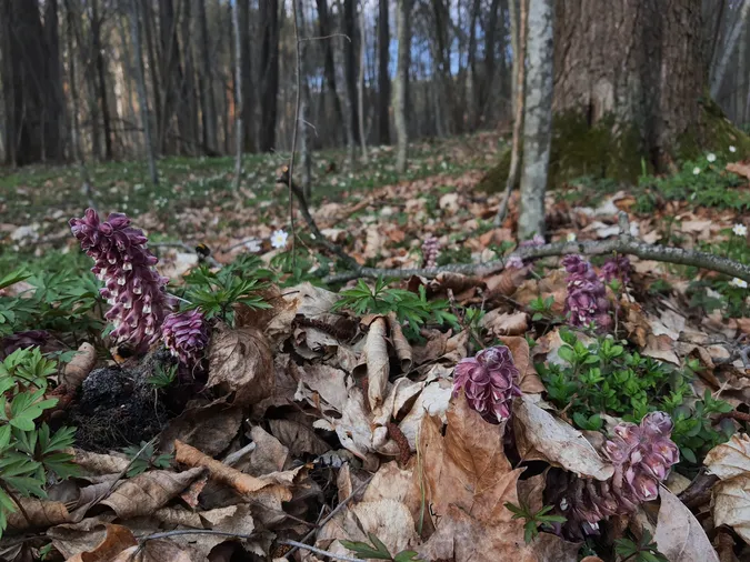У нацпарку на Волині почали цвісти дивакуваті рослини (фото)