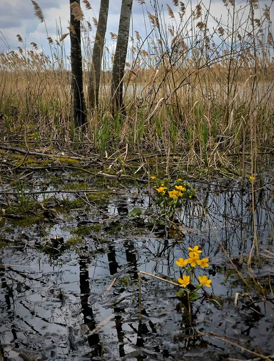 Глибшим є лише Світязь: показали «заквітчане» волинське озеро (фото)