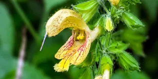 У лісі знайшли дивовижну квітку з липкими пастками для пліток (фото)