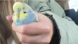 У Луцьку посеред вулиці зловили папугу (фотофакт)