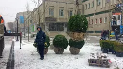 На Лесі України в Луцьку почали висаджувати кущі (фото)