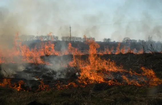 На Волині вогонь від сухої трави підступав до лісу: загасили вчасно