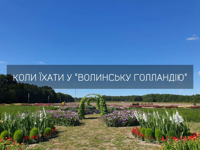 «Волинська Голландія»: коли варто їхати на фестиваль квітів, і що там буде цього року (відео)