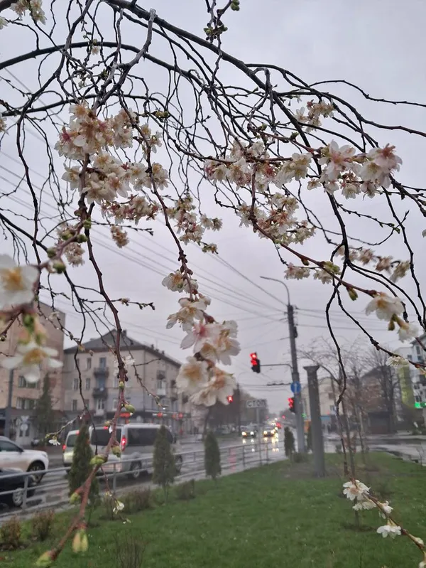 Цвіте сакура в листопаді на Ковельській у Луцьку