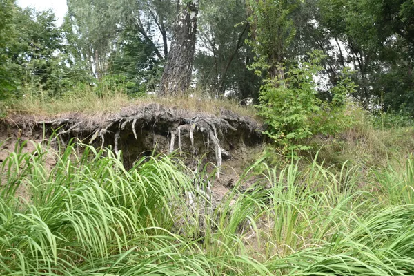 У Луцьку Стир чистять від повалених дерев (фото, відео)
