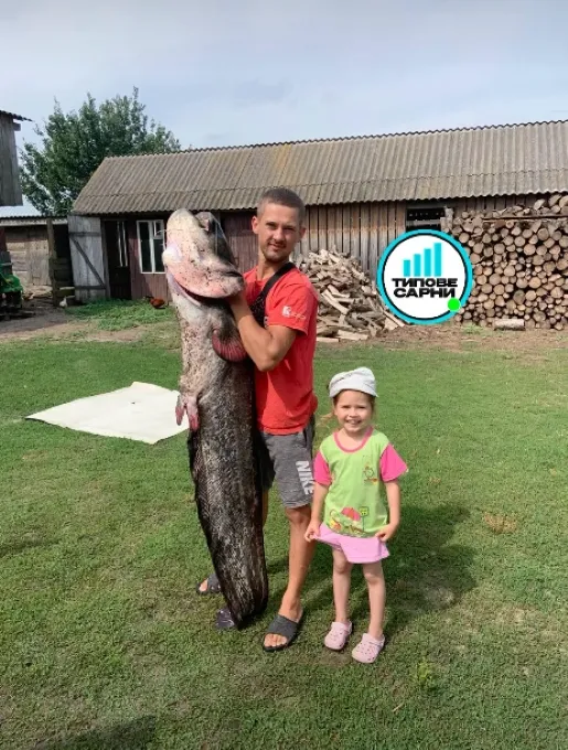 У річці Стир спіймали гігантського сома (фото)