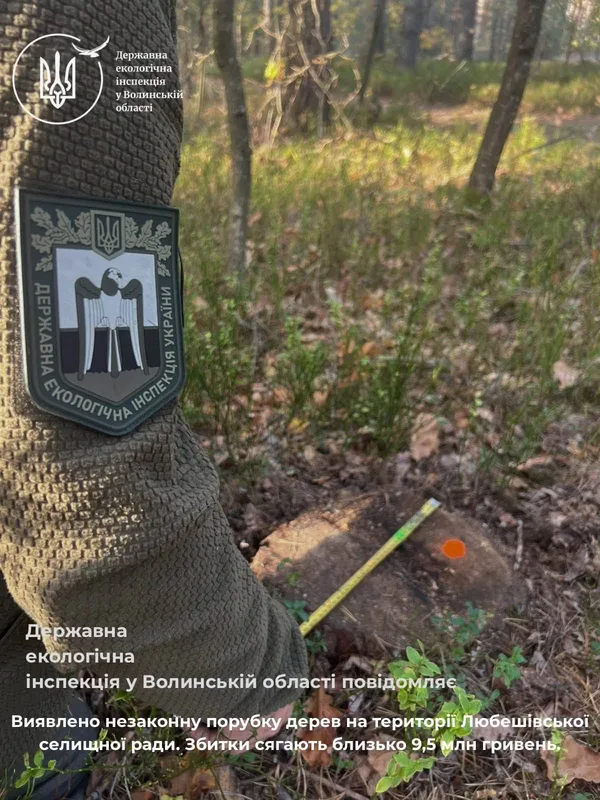На Волині зрубали понад 1,7 тисячі дерев: збитки довкіллю перевищують 9,3 мільйона гривень