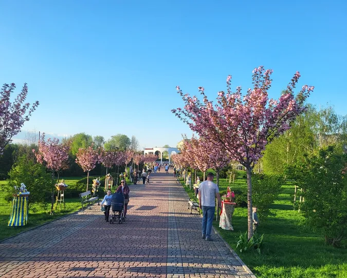Сезон інстаграмних фото відкрито: у Ковелі зацвіли сакури (фото)