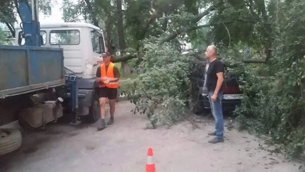 У Луцьку сильний вітер звалив дерево на авто (фото)