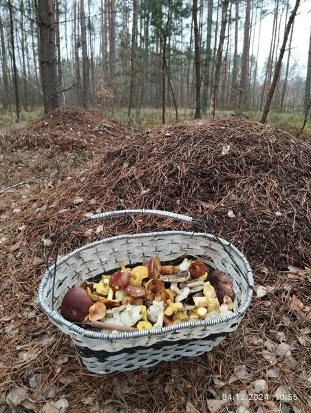 У лісі на Волині знайшли велетенський гриб (фото)