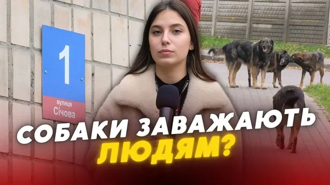 Агресивна зграя собак тероризує вулицю Січову в Луцьку: мешканці б'ють на сполох (відео)