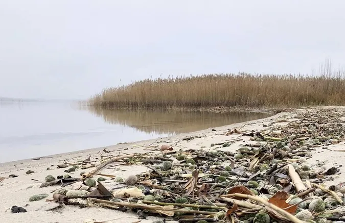 Чому Світязь – одне з найчистіших озер в Україні