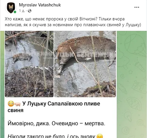 Дохла свиня у Луцьку розірвала інтернет