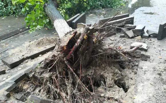 Під час зливи у центрі Луцька завалилося дерево (фото)