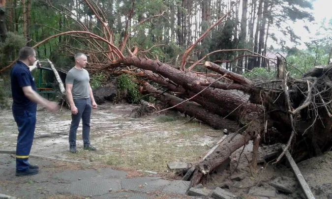 Власникам закладів на Світязі, де вирував буревій, порадили знести аварійні дерева (фото)