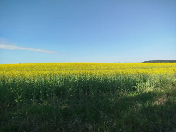 На Волині зафіксували масове цвітіння рідкісної квітки