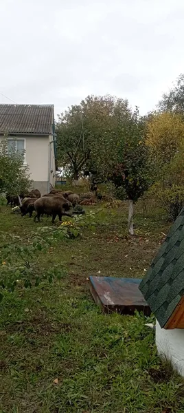 На подвір’ї волинянки серед білого дня господарювали дикі кабани із поросятами (фото)
