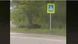 У Луцькому районі біля дороги гуляли дикі кабанчики (відео)