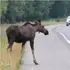 На ковельській трасі збили двох лосів: одна тварина загинула (фото)