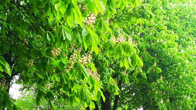 У Луцьку розквітли каштани (фото)