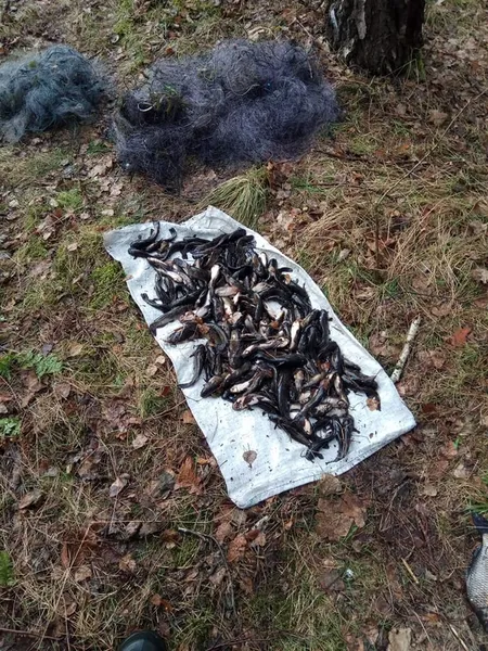 У нацпарку на Волині чоловік під час нересту наловив сітками рибу на 120 тисяч (фото)