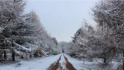 Як під Луцьком ростуть новорічні ялинки (фото, відео)