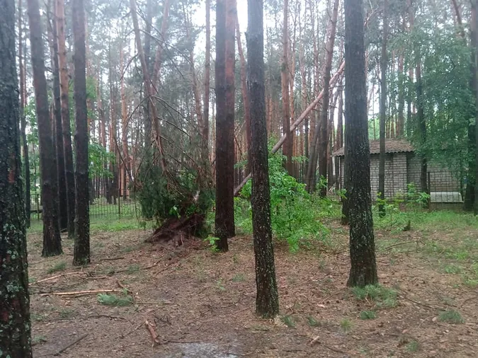 Вирвані з корінням дерева: на Світязі через буревій постраждав дитячий табір (відео)