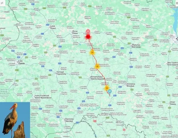 Унікальна міграція: лелека з Польщі оселився в Україні (фото)