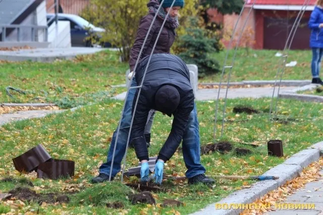 На проспекті Волі у Луцьку садили алею троянд (фото)