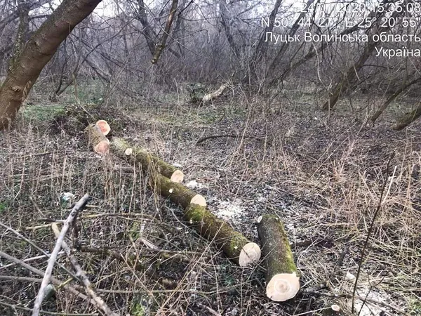У Луцьку без дозволу зрізали 30 дерев на вулиці Глушець (фото)