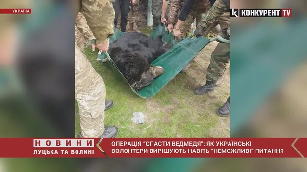 Операція «врятуй ведмедя»: як волонтери вирішують навіть «неможливі» питання (відео)