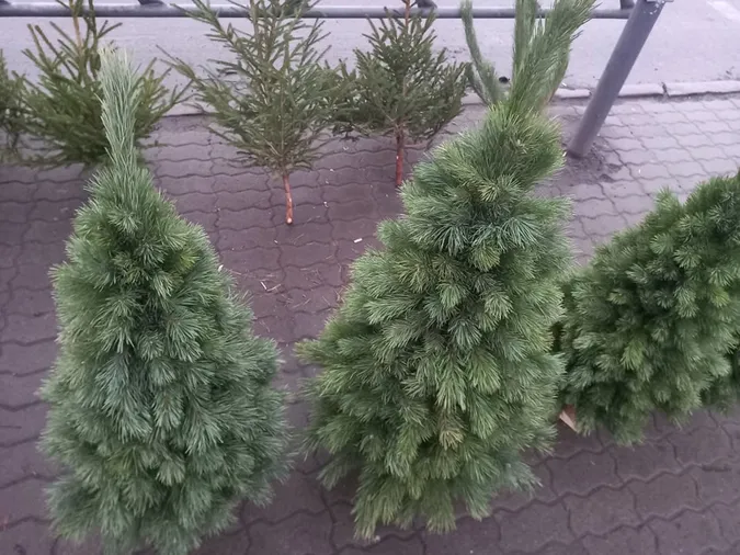 У Луцьку почали продавати ялинки: скільки коштує святкове дерево (фото)