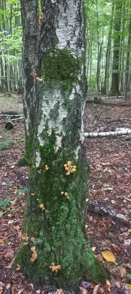 Неподалік Луцька волинянка знайшла «родовище» опеньків (фото)