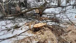 У лісі на Волині виявили понад 500 свіжих пеньків: що там коїться (фото)