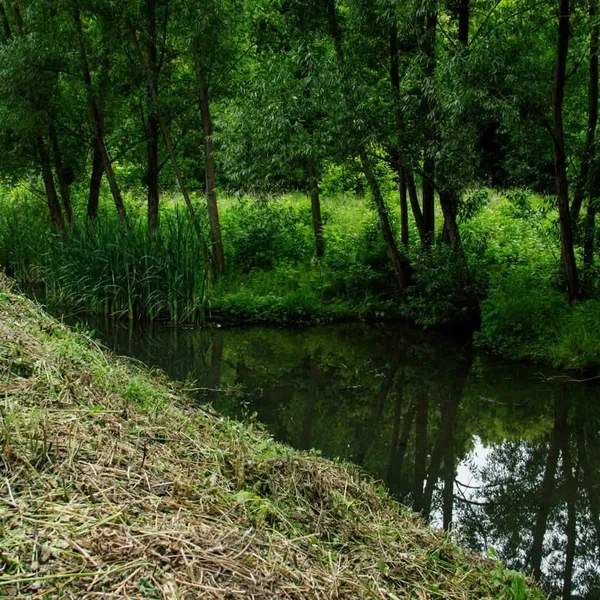 Що не так із Сапалаївкою: лучани назвали головні проблеми біля річки (фото)