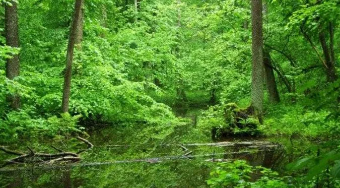 У Луцькому районі відкриють екостежку по столітньому рукотворному лісі