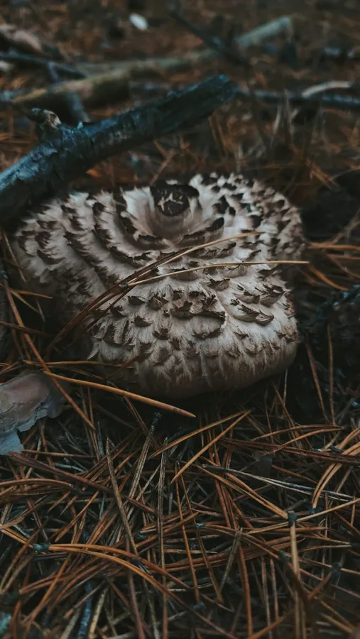 У лісі на Волині знайшли дитячу голову (фото)
